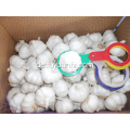 Reiner weißer Knoblauch aus Jinxiang